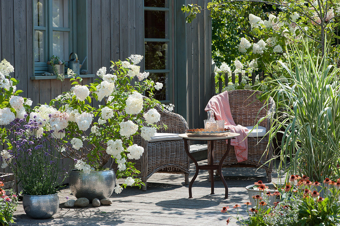 Sommerterrasse mit weißen Hortensien, Pfahlrohr und Eisenkraut