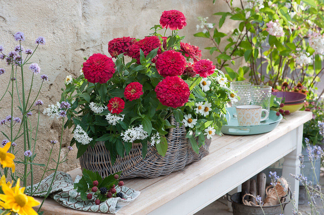 Basket with zinnias and star flower