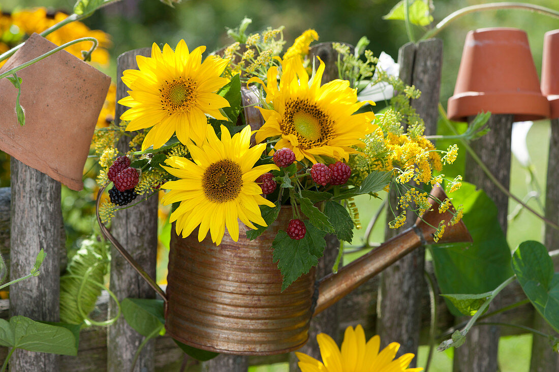 Bouquet of sunflowers, blackberries, fennel flowers and goldenrod in a watering can on a garden fence