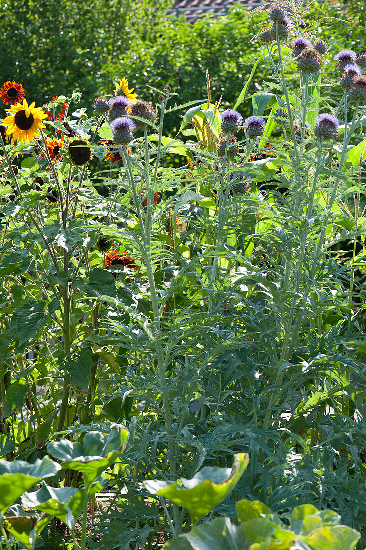 Blooming cardy in the bed with sunflower