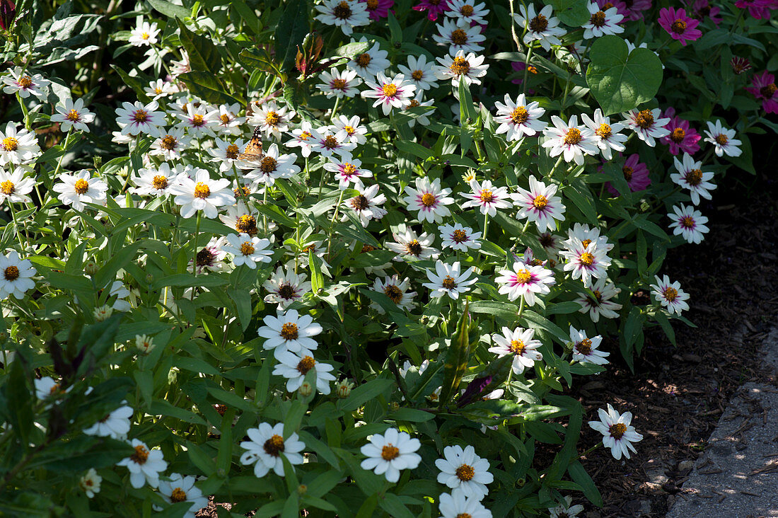 White zinnias in the bed