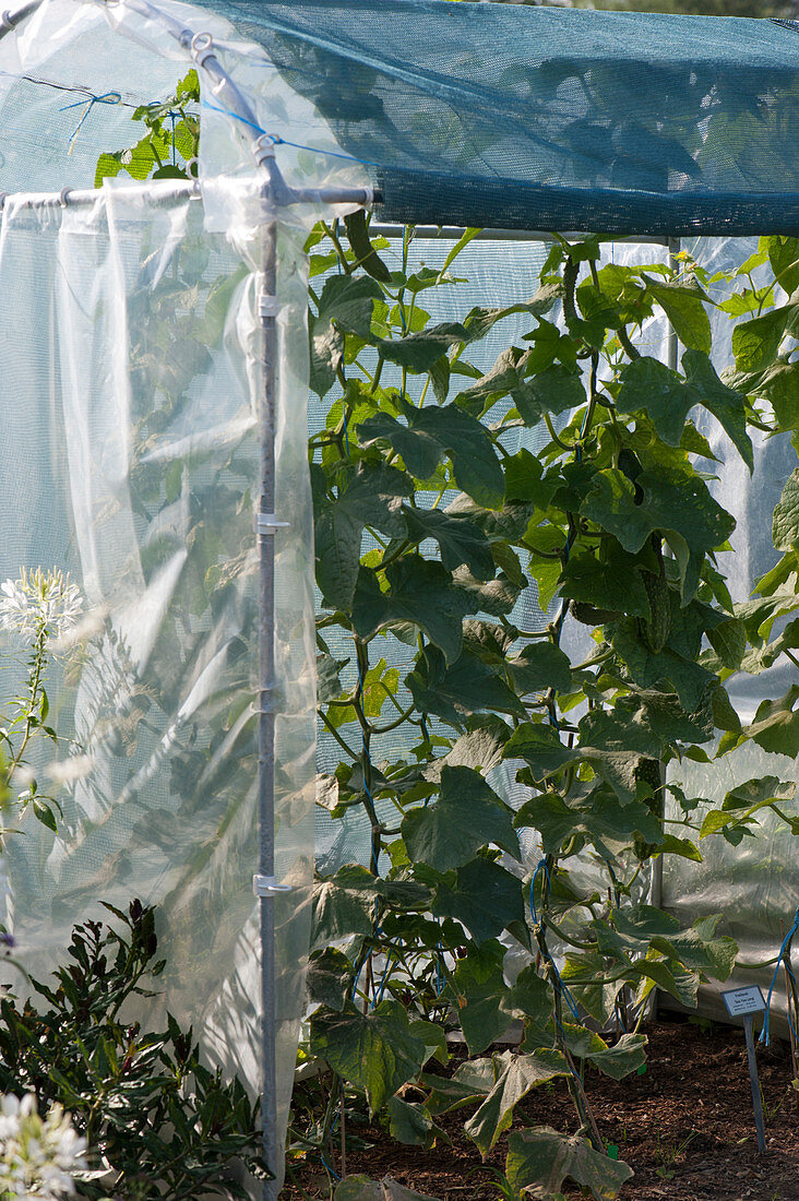 Cucumber plants in the foil greenhouse