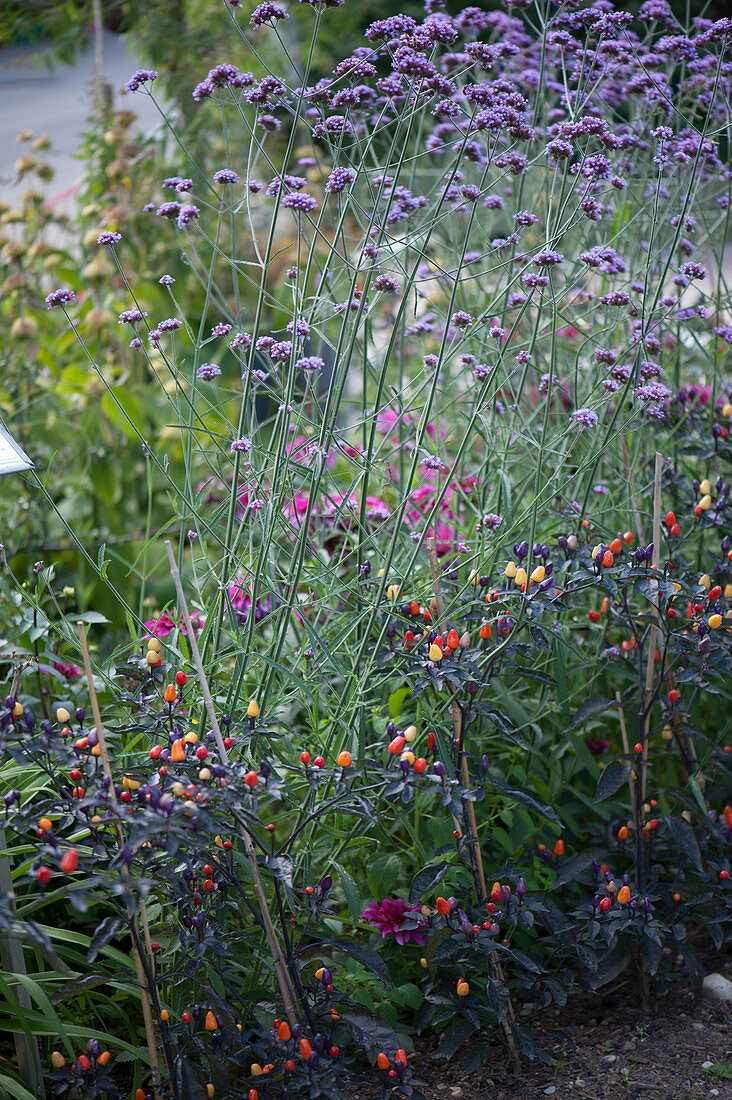 Bed with Patagonian verbena and dark-leaf chilli 'Peruvian Purple'