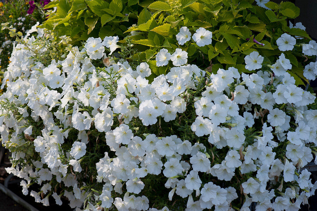 Combination with white petunia and coloured nettle