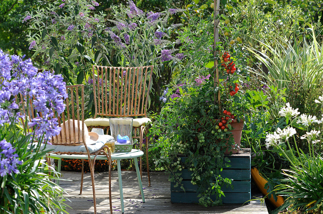 Small seating area on summer terrace with tomato, decorative lilies and summer lilac