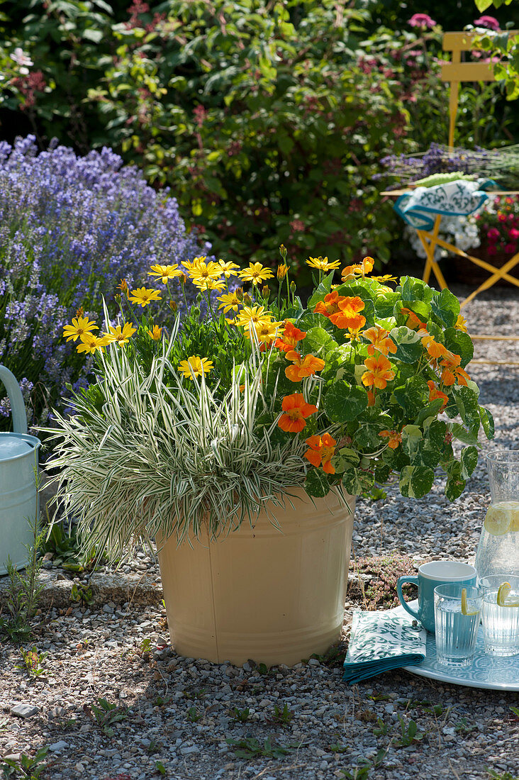 Alaska' nasturtiums, Summersmile 'Yellow' baskets and honey grass