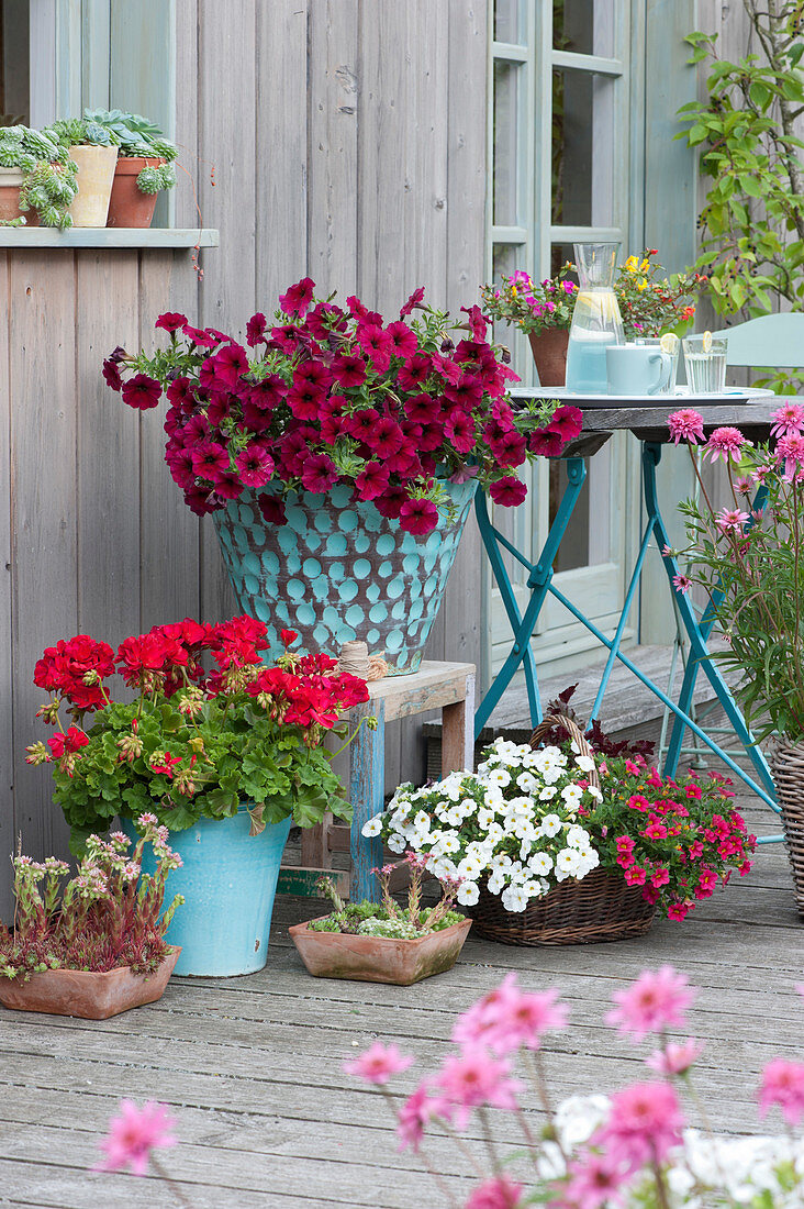 Pot arrangement with petunia beautical 'Bordeaux', magic bell and standing geranium