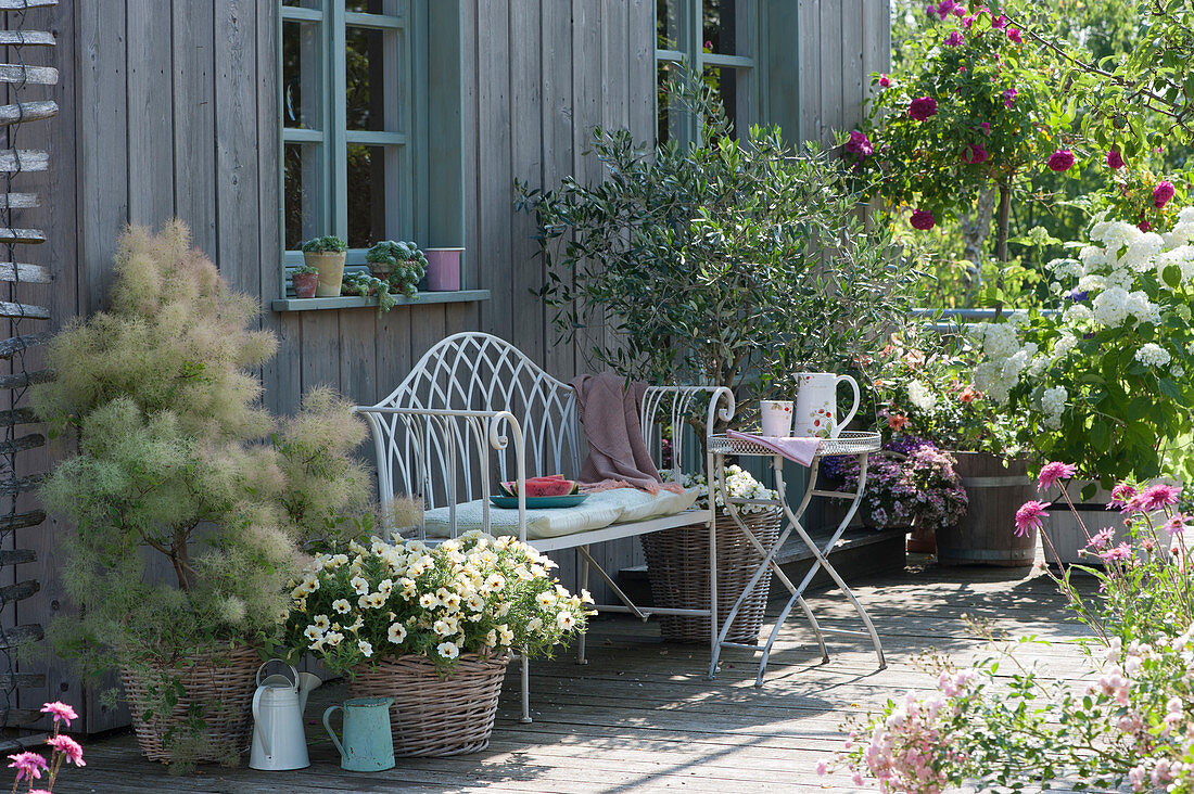 Summer terrace with wig bush, petunia beautical 'French Vanilla', olive tree, stem rose and shrub hydrangea 'Annabelle'