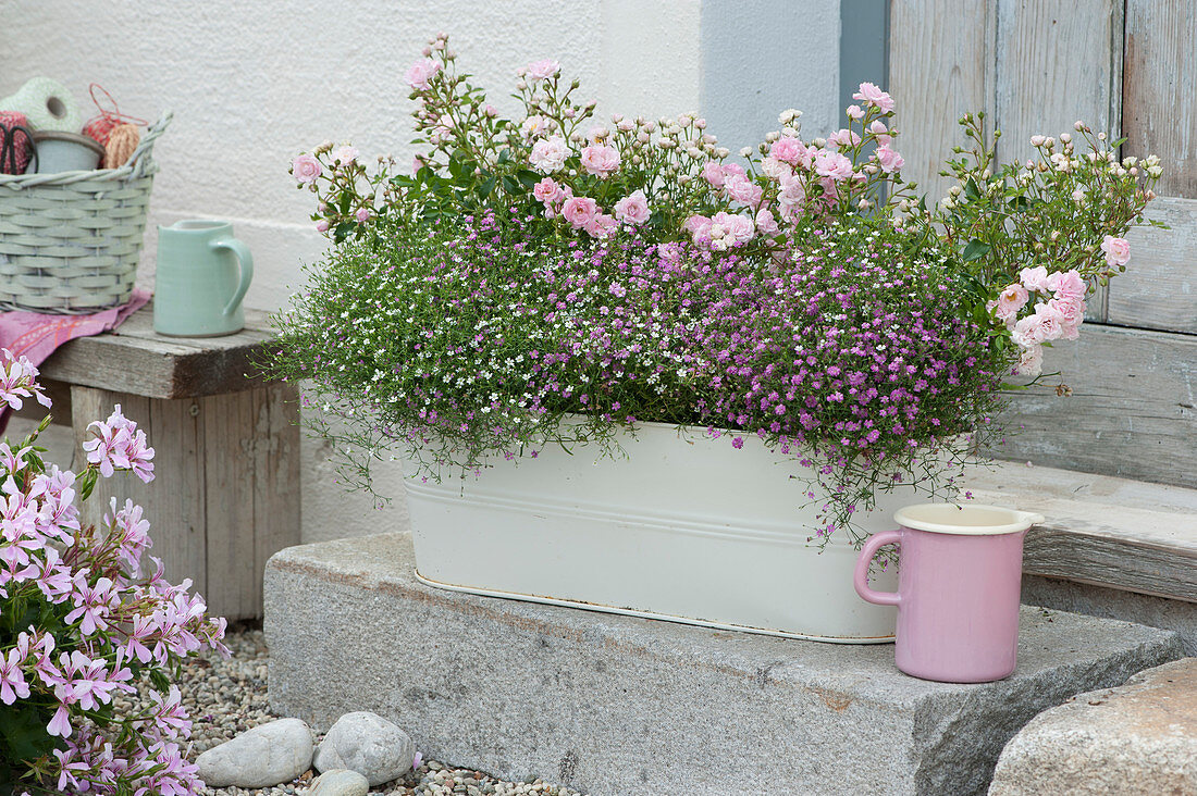 Rose 'The Fairy' with gypsophila 'Gypsy White' 'Gypsy Pink' in sheet jardiniere