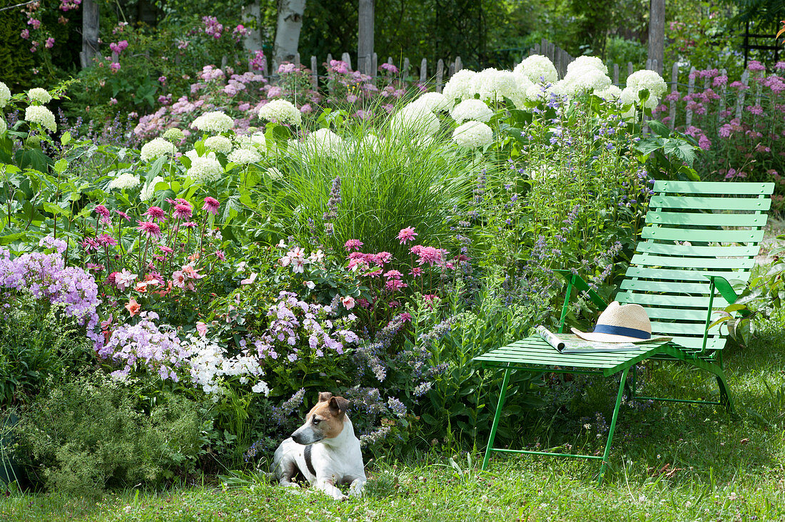 Liege am Beet mit Ballhortensie 'Annabelle', Flammenblumen, Scheinsonnenhut 'Butterfly Kisses', Katzenminze und Gras, Hund Zula