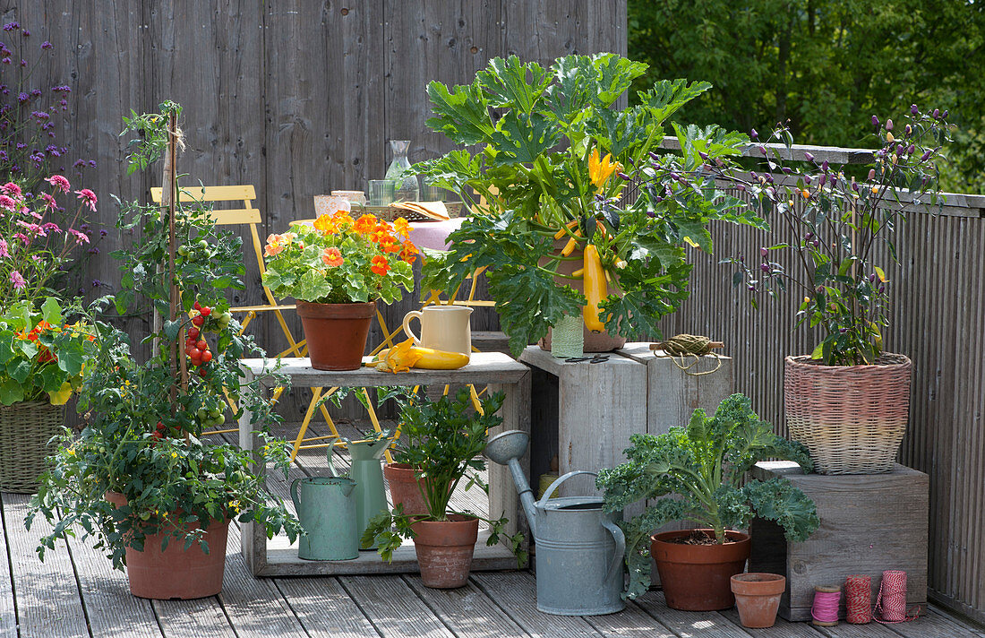 Snack balcony with yellow zucchini 'Soleil', tomato, nasturtium 'Alaska', celery, kale and chilli in pots