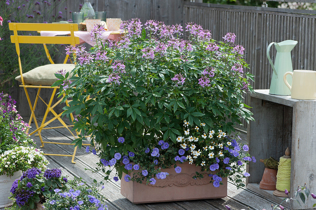 Box with spider flower as a privacy screen for seating