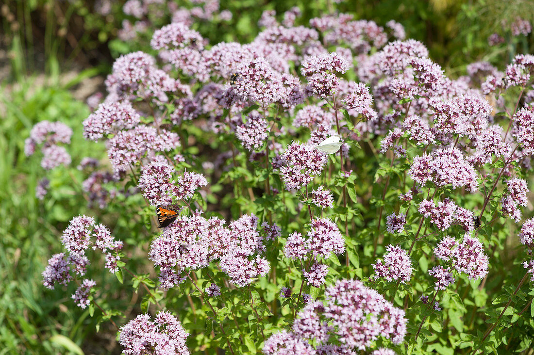 Blooming oregano with butterfly in the herb bed