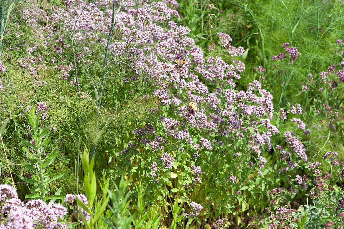 Herb bed with oregano and wort fennel, butterflies on oregano flowers