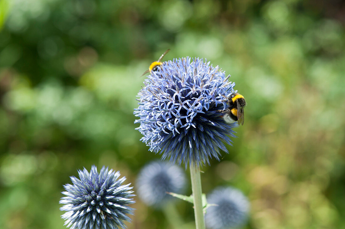 Bumblebees on flower of ball thistle