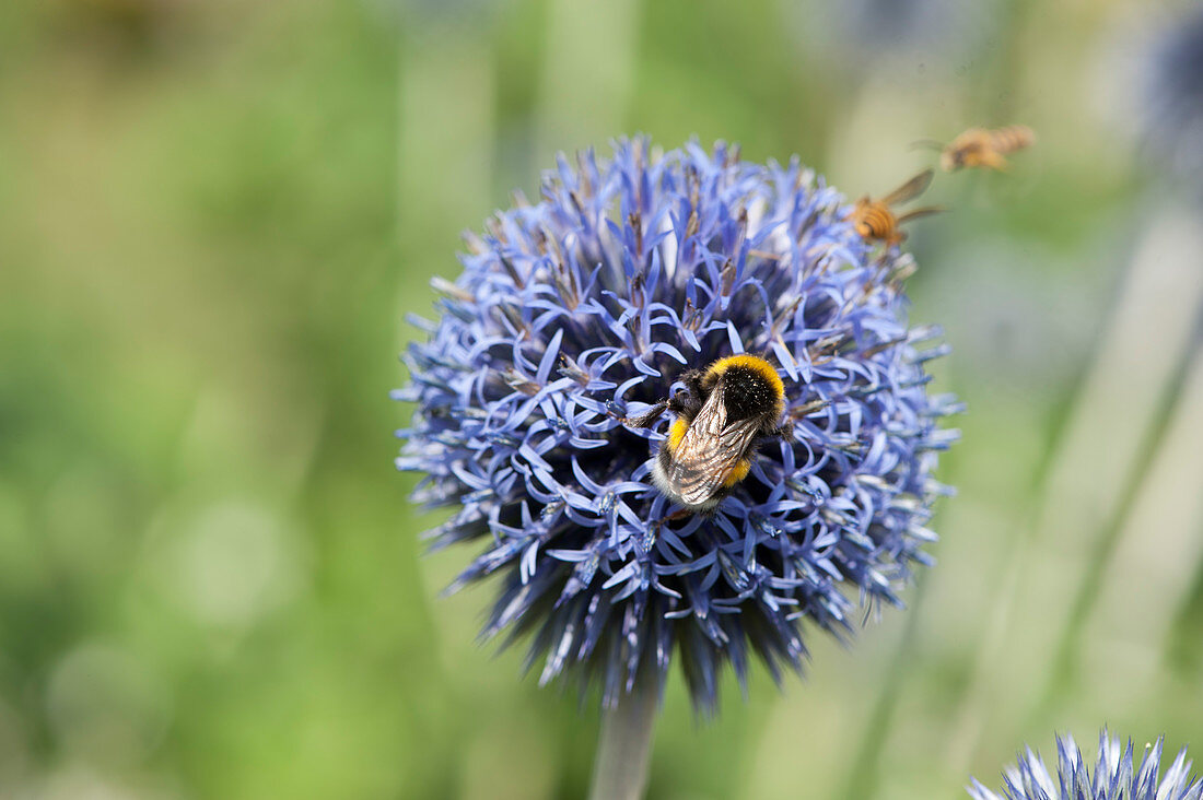 Bumblebee on flowering of thistle