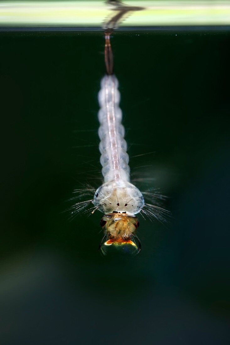 Culex quinquefasciatus mosquito larva