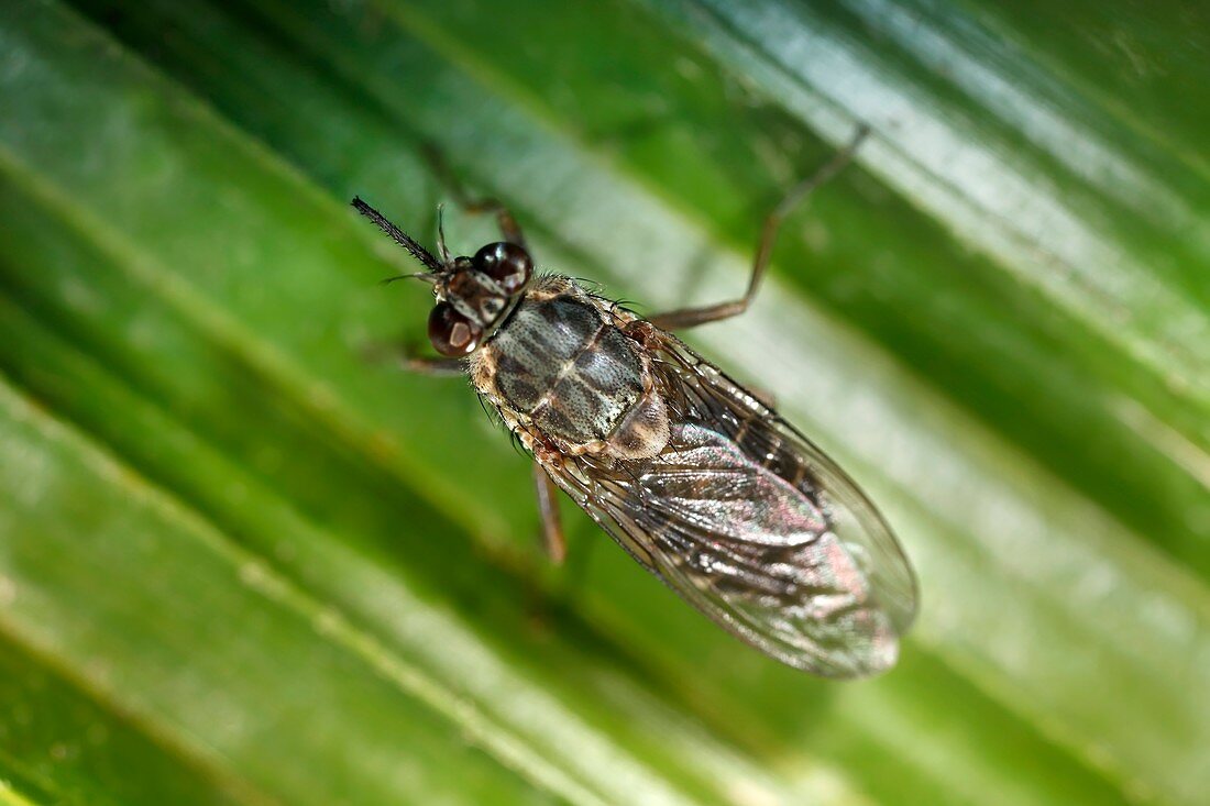 Female tsetse fly