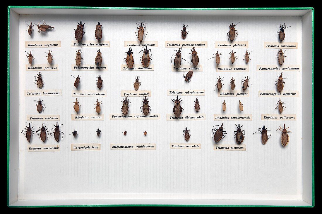 Arthropods of Medical Interest collection