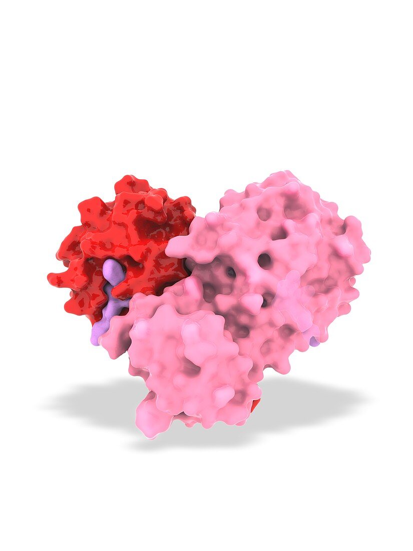 2019-nCoV main protease and inhibitor,molecular model