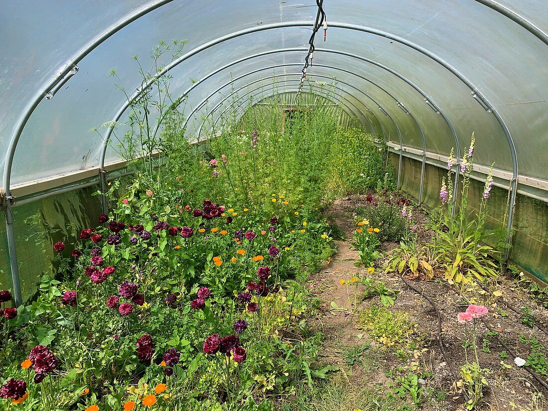 Polytunnel interior