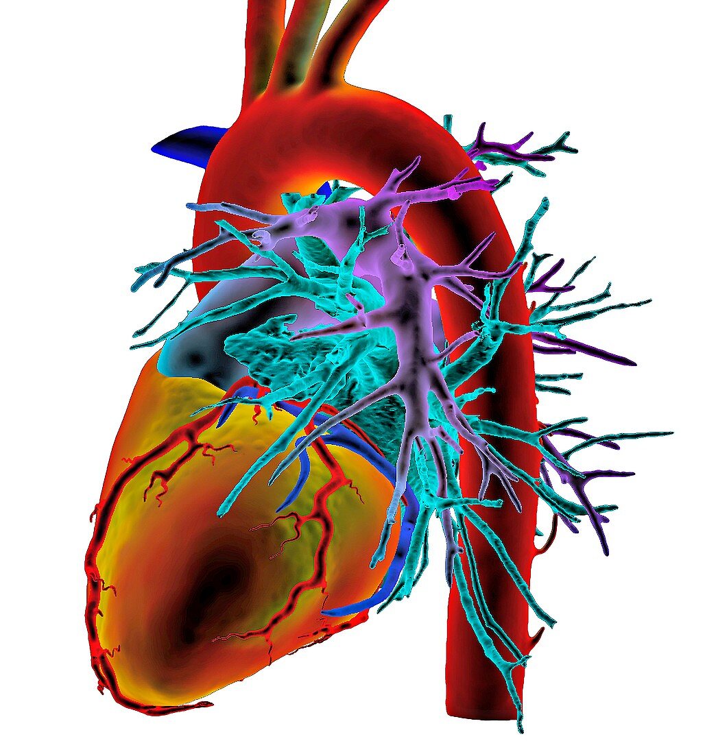Human heart,3D CT scan