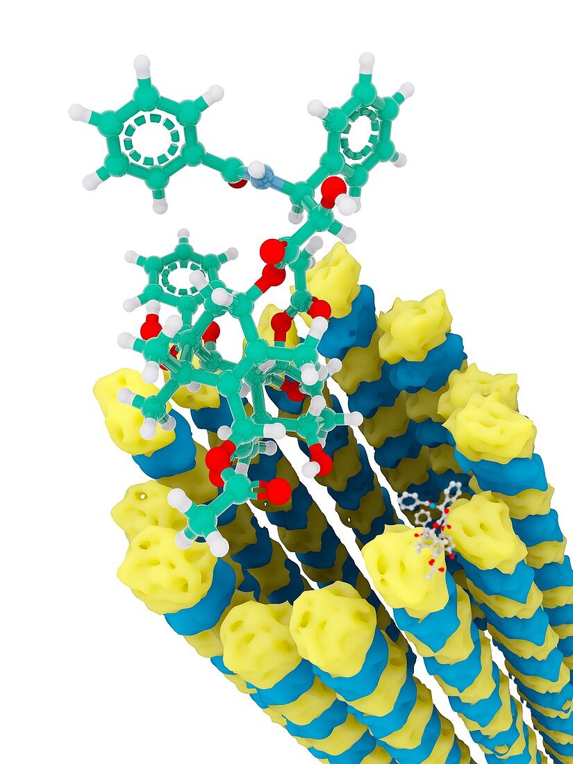 Taxol and microtubule molecules,illustration