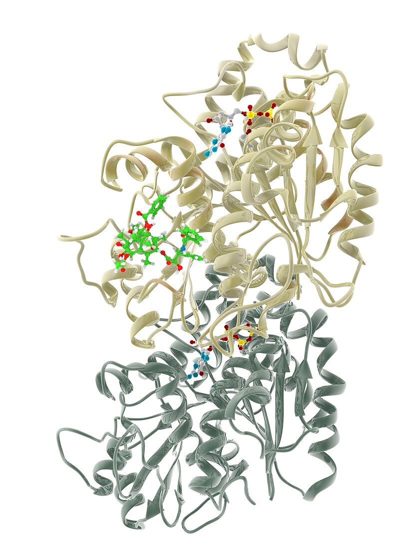 Binding of Taxol to a tubulin molecule,illustration