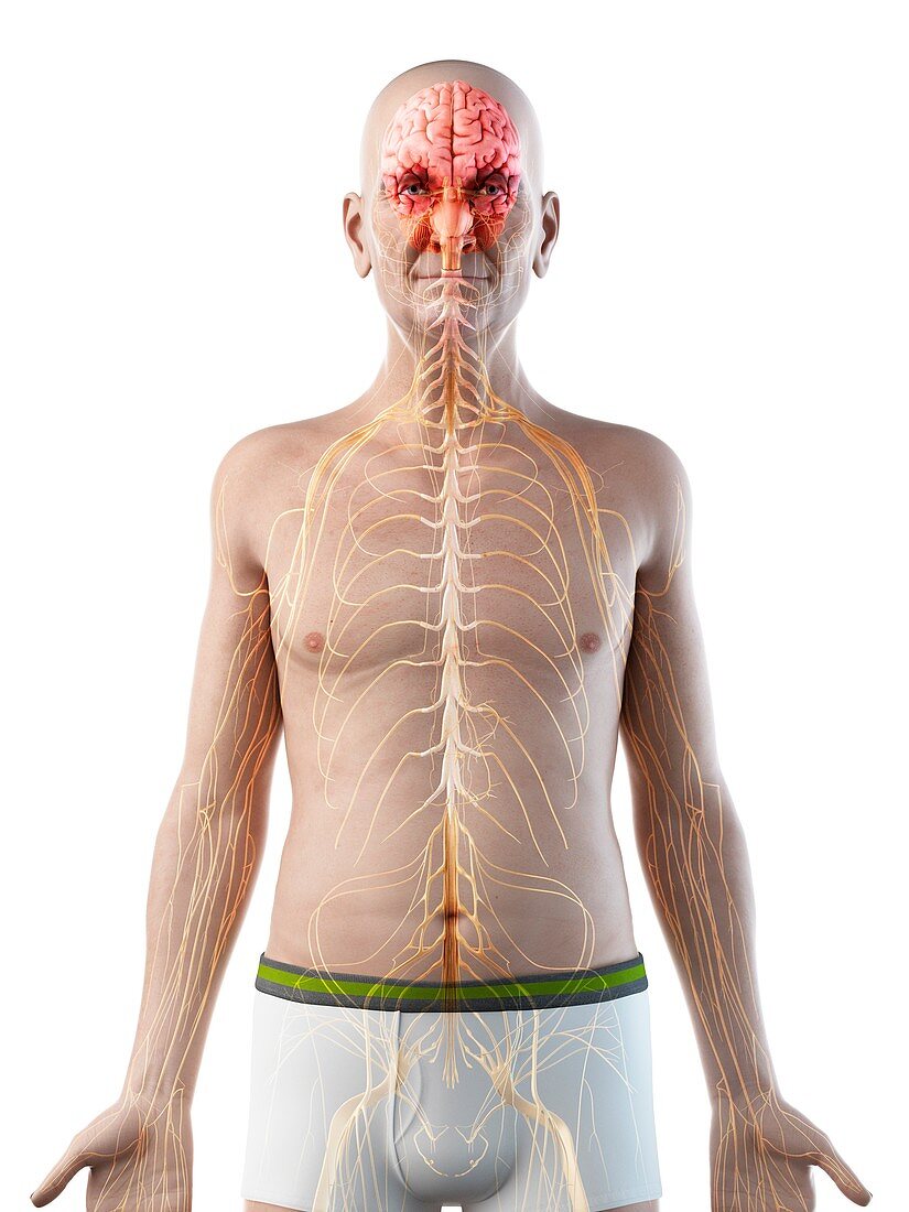 Illustration of an old man's brain and nerves