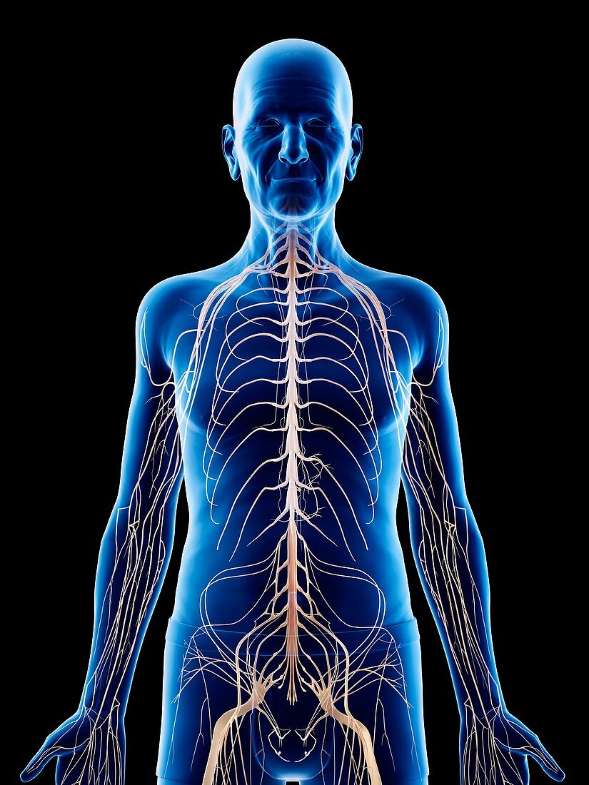 Illustration of an old man's nerves