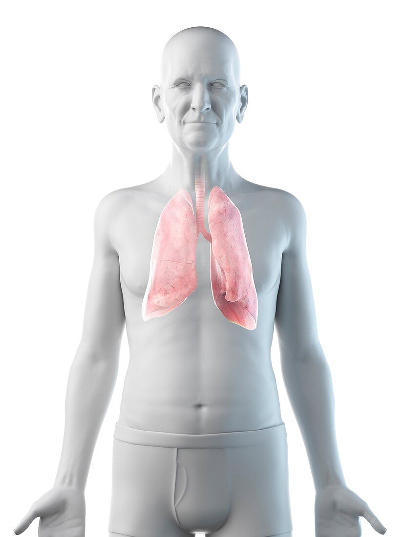 Illustration of an old man's lungs