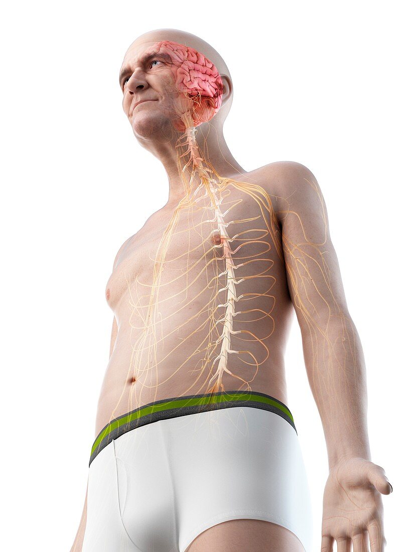 Illustration of an old man's brain and nerves