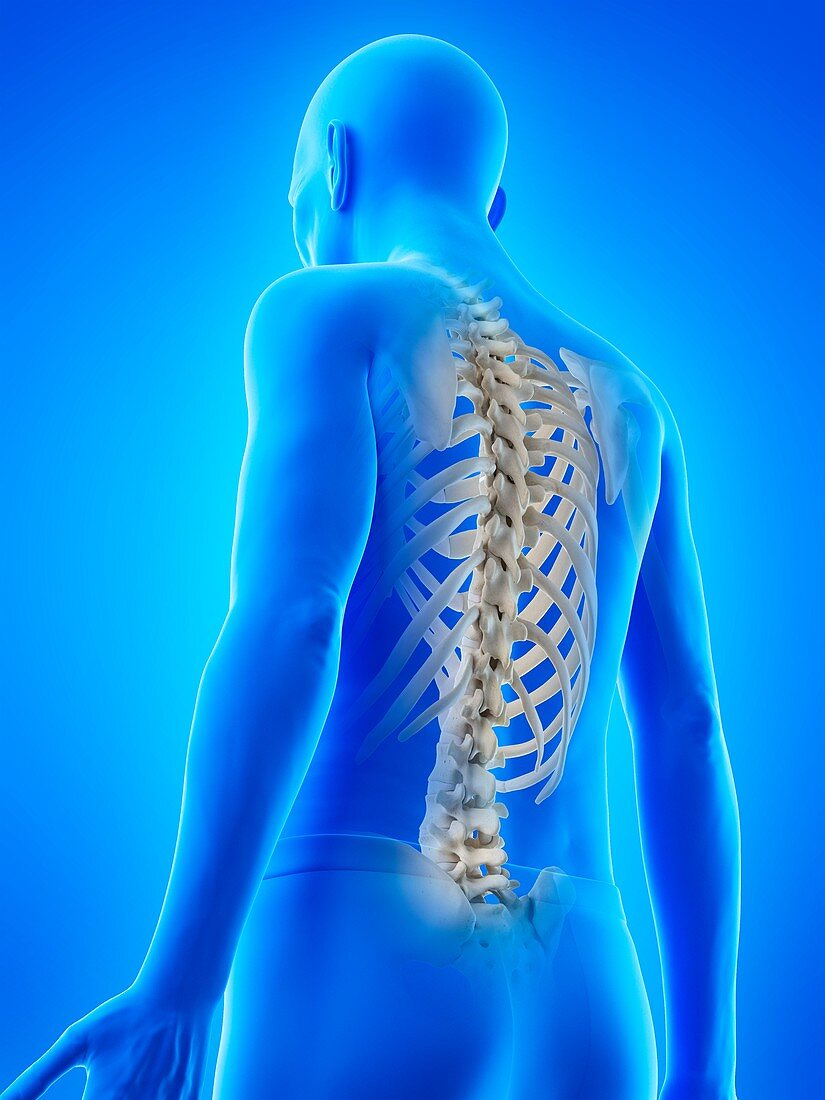 Illustration of an old man's skeletal back