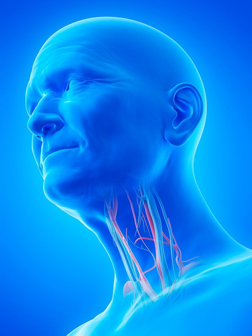 Illustration of an old man's blood vessels of the throat