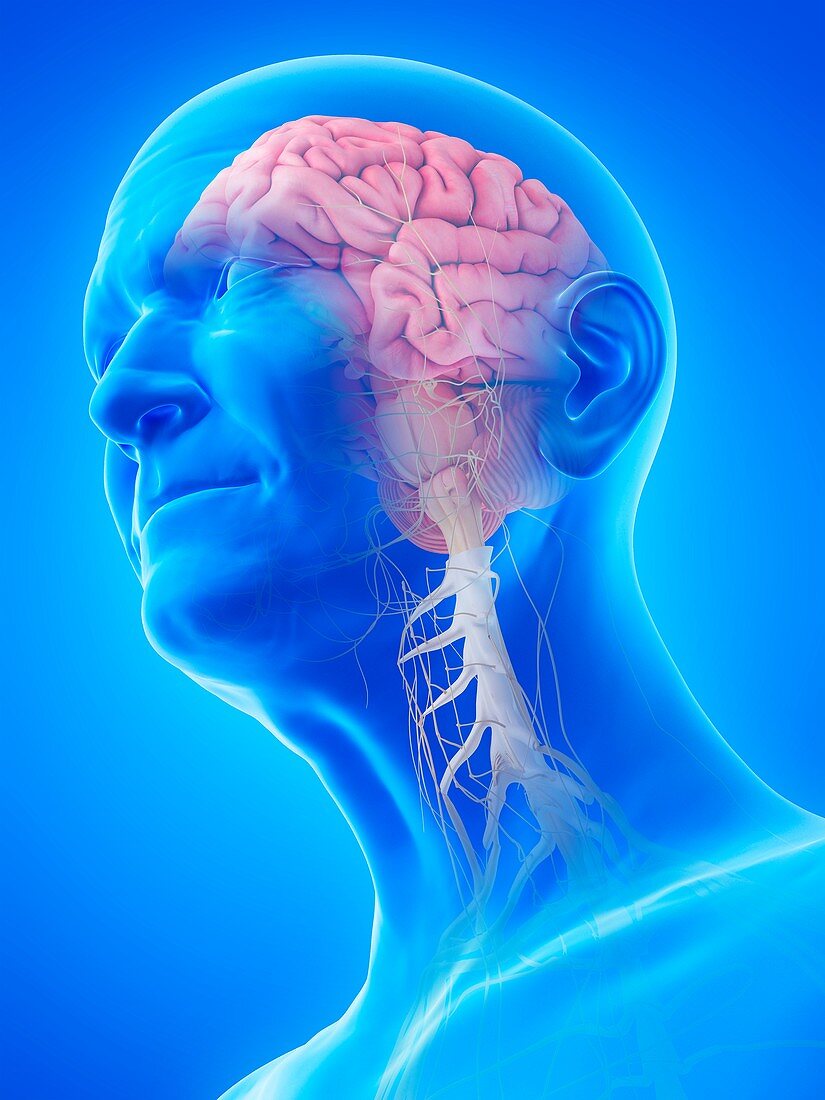 Illustration of an old man's brain and nerves