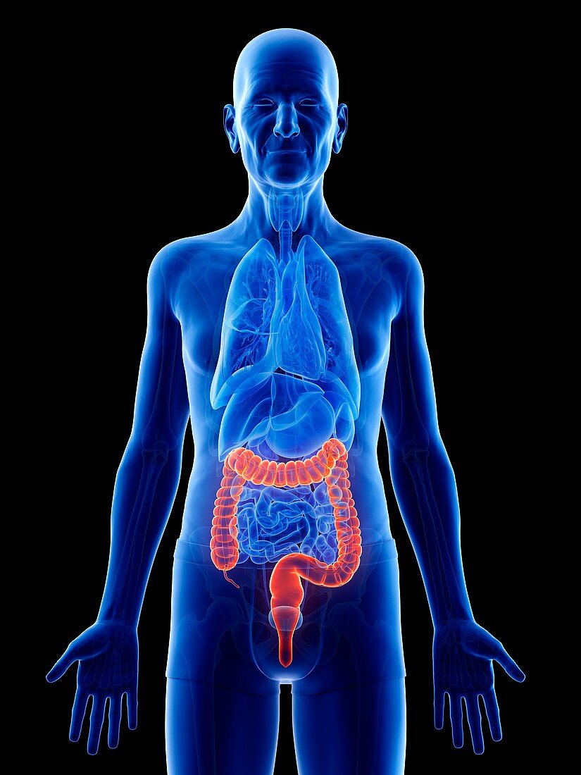 Illustration of an old man's colon