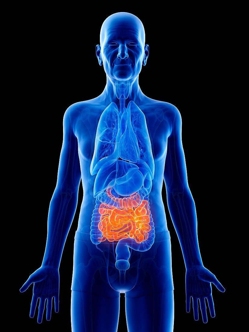 Illustration of an old man's small intestine