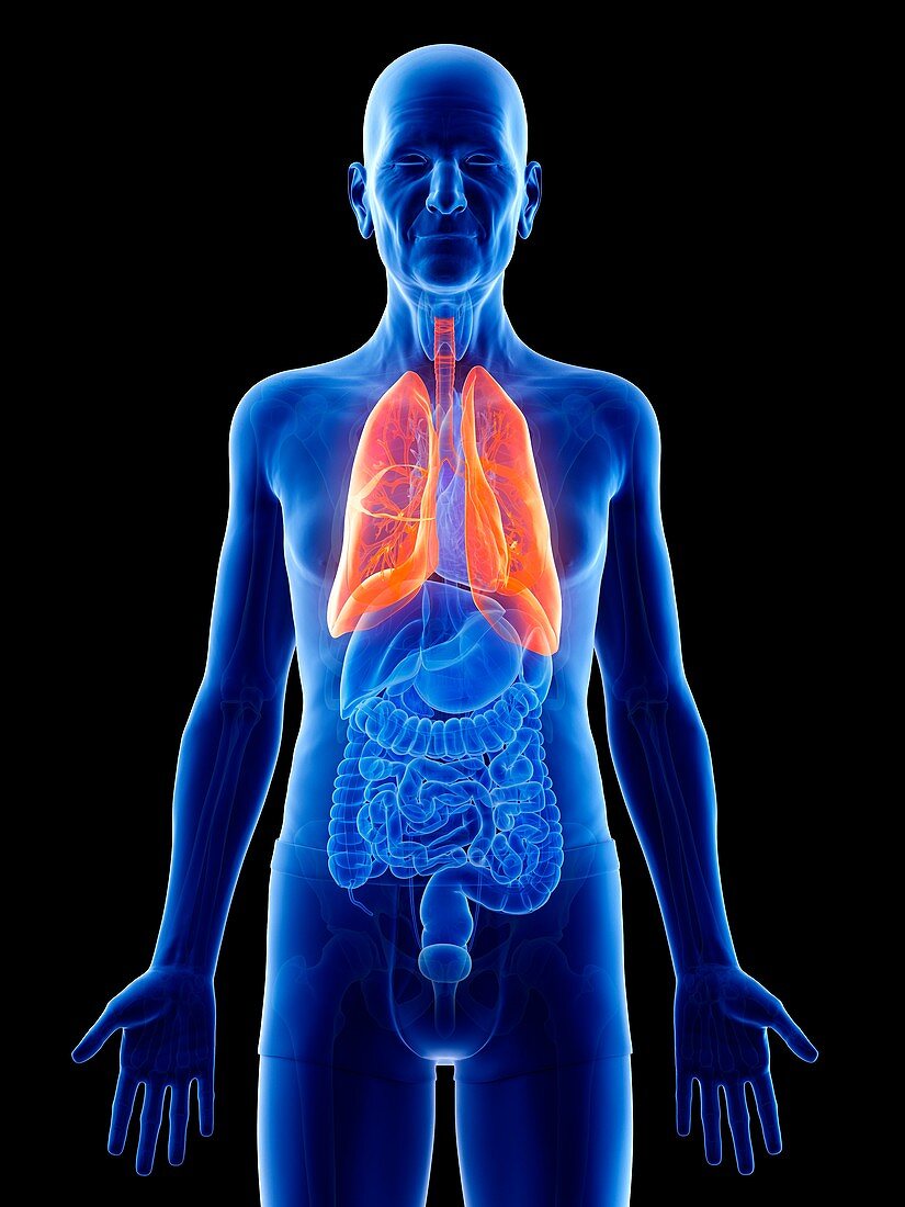 Illustration of an old man's lungs