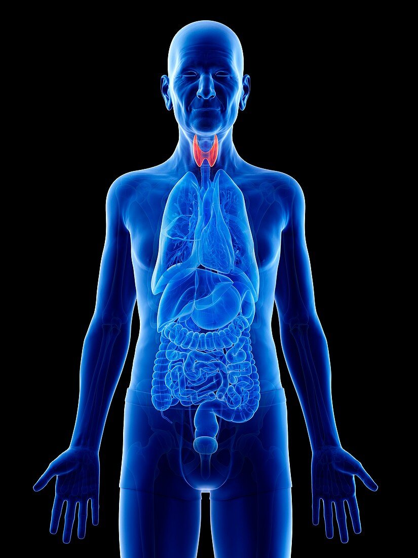 Illustration of an old man's thyroid