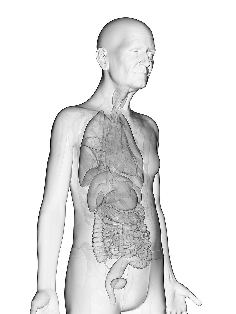 Illustration of an elderly man's internal organs