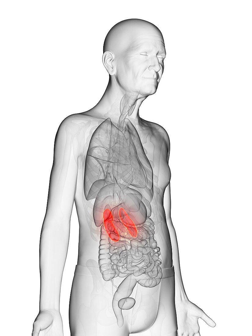 Illustration of an elderly man's kidneys