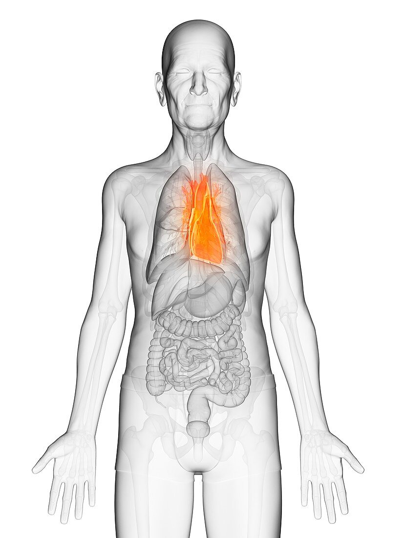 Illustration of an elderly man's heart