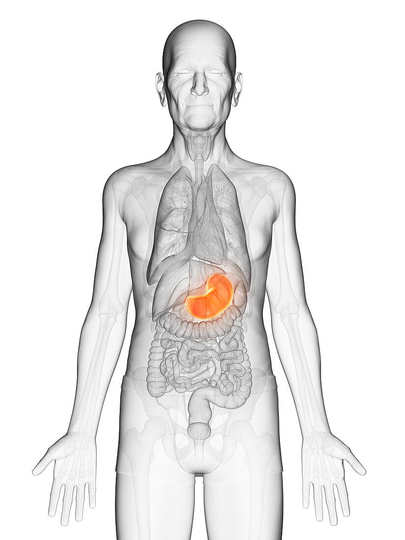 Illustration of an elderly man's stomach