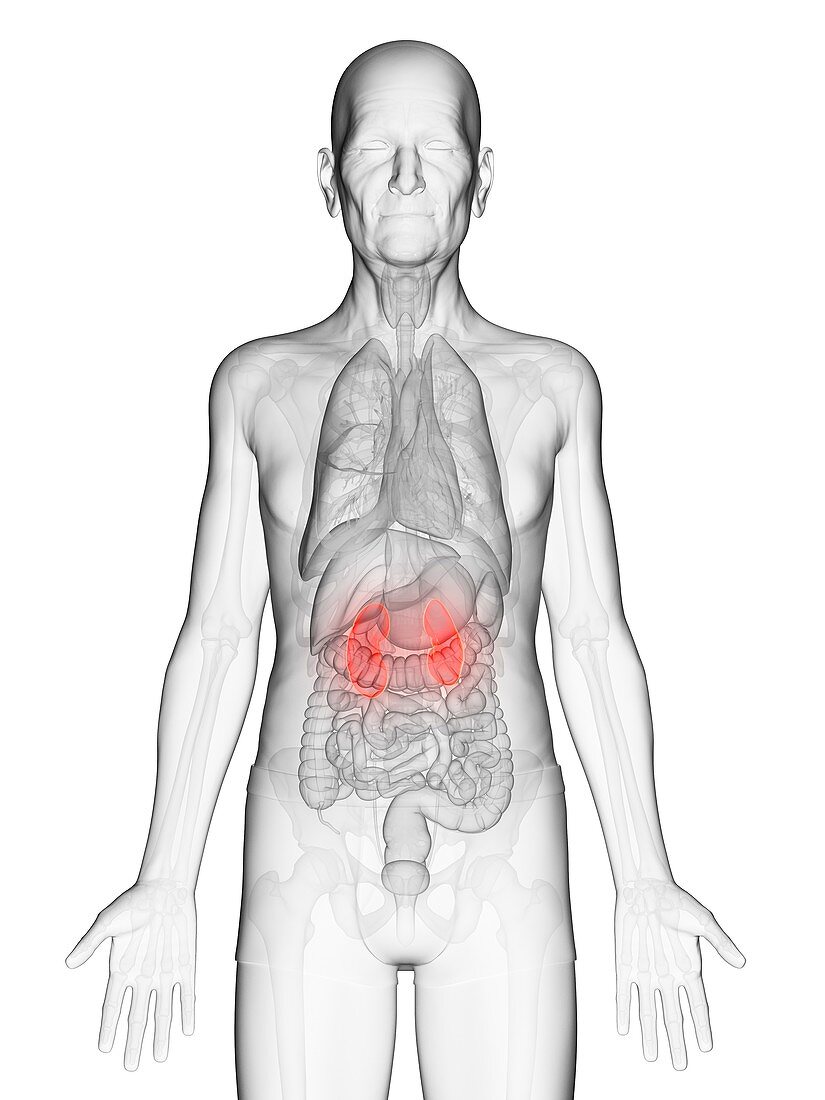 Illustration of an elderly man's kidneys