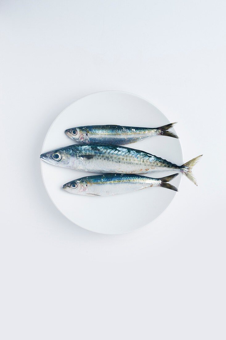 A plate of raw mackerel and sardines