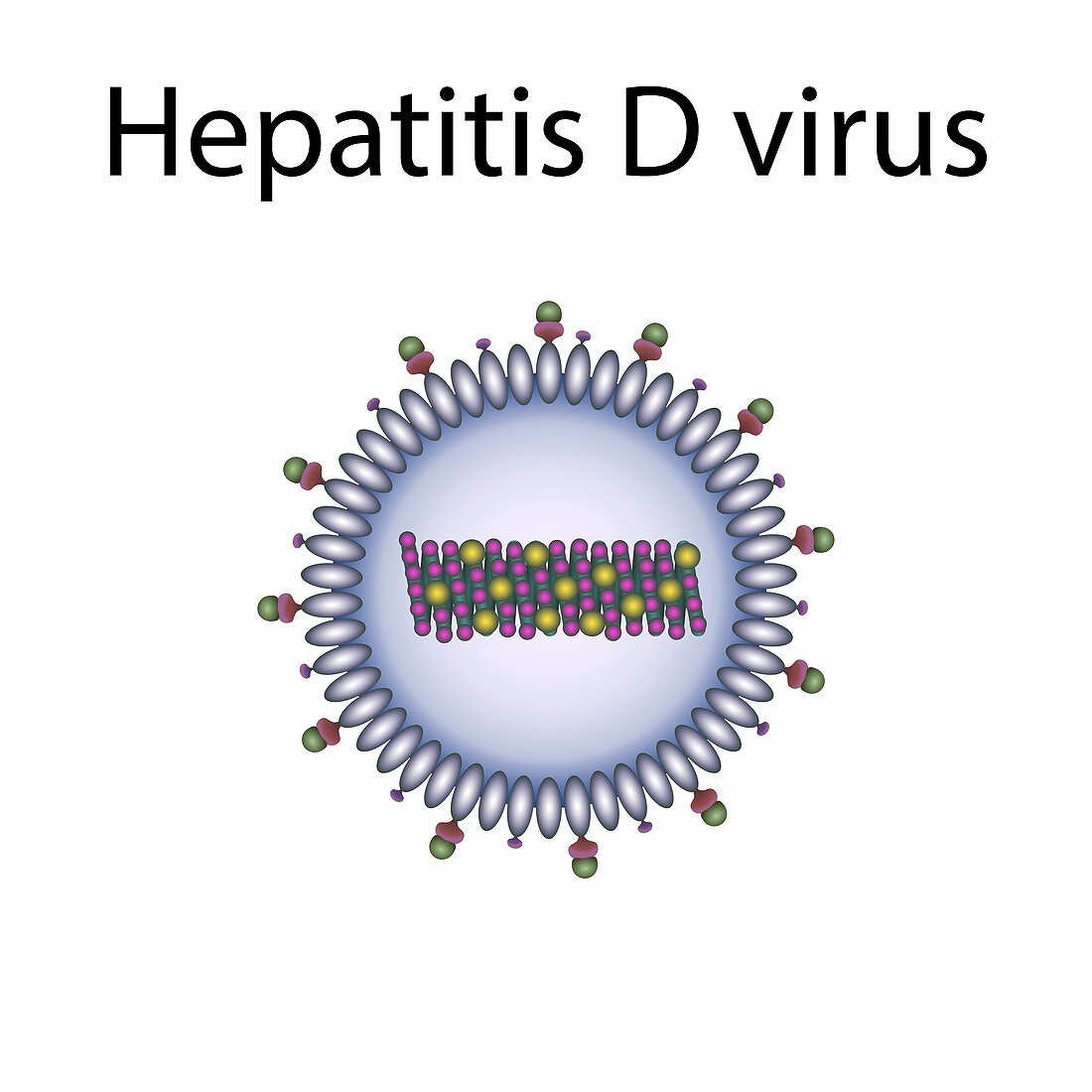 Hepatitis D virus,illustration