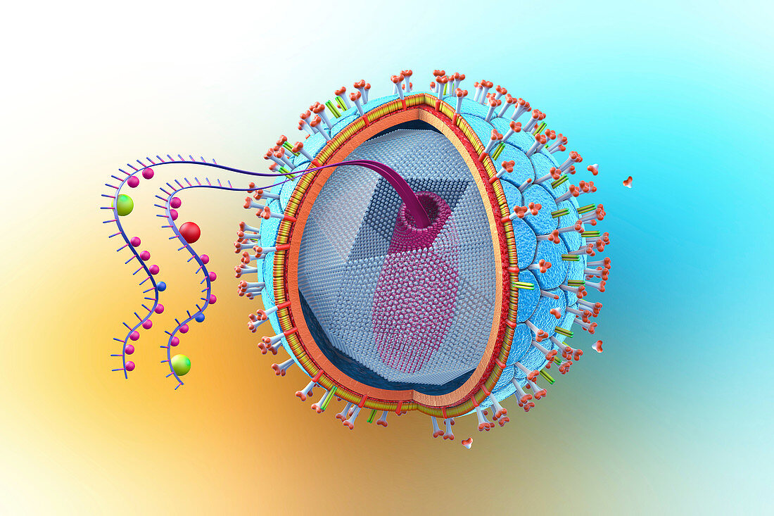 HIV structure,illustration