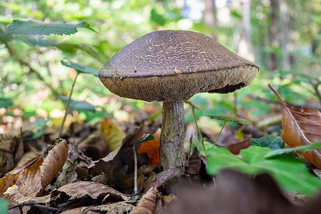 Leccinum griseum mushroom