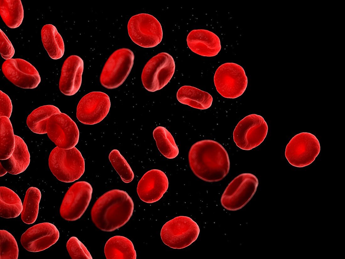 Red blood cells,illustration