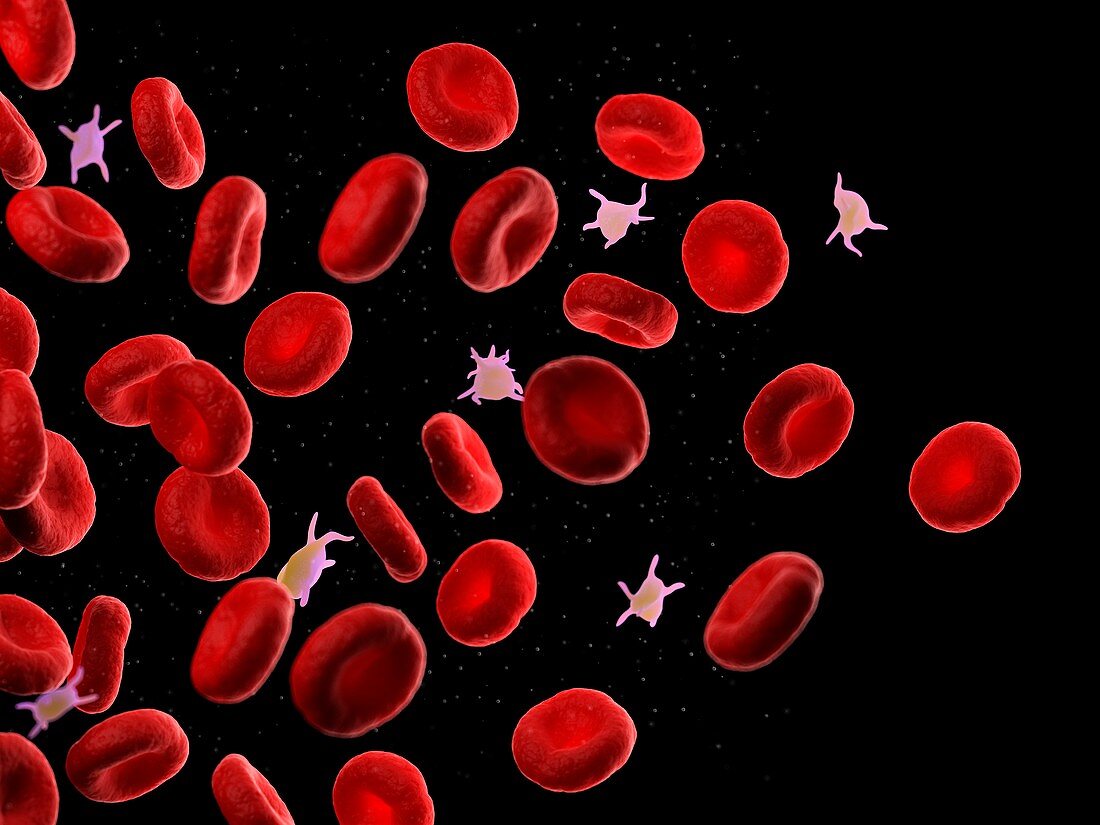 Red blood cells and platelets,illustration